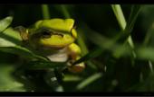 Laubfrosch
