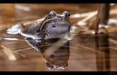 Moorfrosch